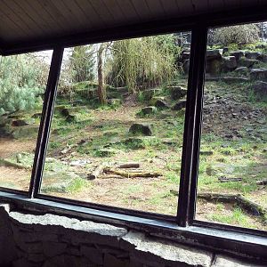 Snow Leopard Exhibit