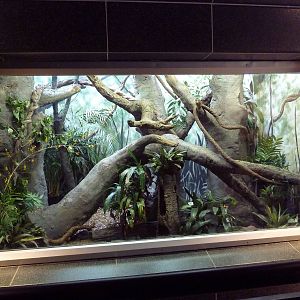 Northern Tree Shrew Exhibit