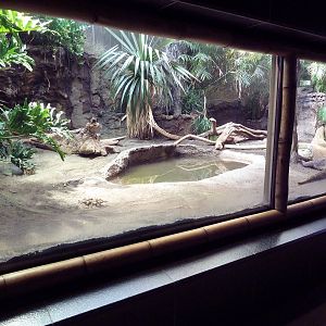 Komodo Dragon Exhibit
