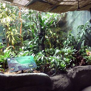 Tropical Rain Forest Exhibit - Aviary (4 Species)