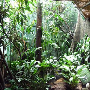 Tropical Rain Forest Exhibit - Aviary (3 Species)