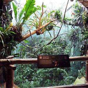 Tropical Rain Forest Exhibit - Aviary (2 Species)