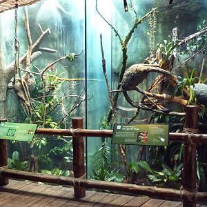 Tropical Rain Forest - Snake Exhibits