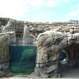 Humboldt Penguin Exhibit