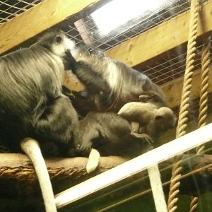 Sleeping De Brazza monkey