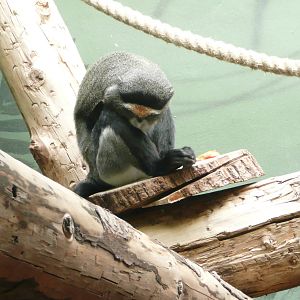 Sleeping De Brazza monkey