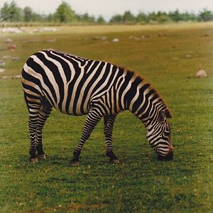 Zebra 1988