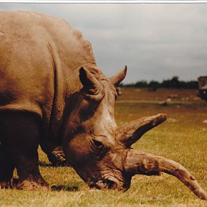 White Rhino 1988