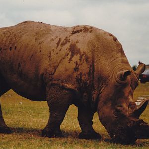 White Rhino 1988