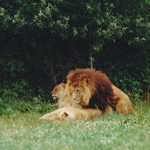 Lions mating 1988