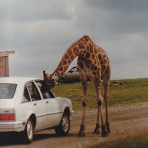Giraffe visting car 1988