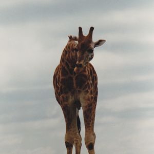 Giraffe 1988