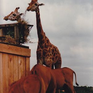 Giraffes and Eland 1988