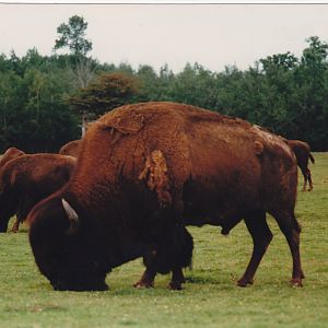 Bison 1988