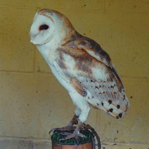 Barn Owl 1988