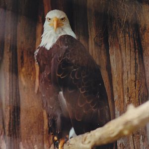 Bald Eagle 1988