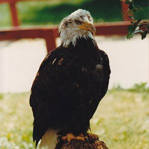 Bald Eagle 1988