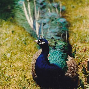 Peacock 1988
