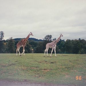 West Midland Safari Park, 1996