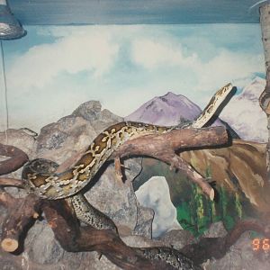 West Midland Safari Park 1996