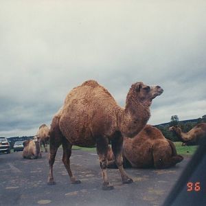 West Midland Safari Park 1996