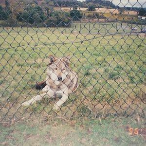 West Midland Safari Park 1996