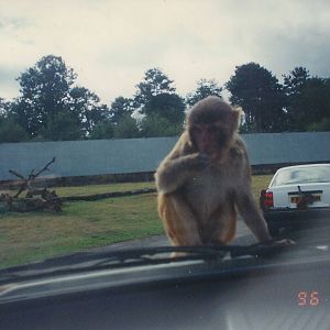 West Midland Safari Park 1996