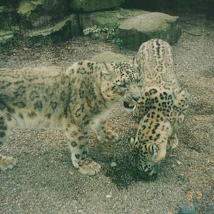 Snow Leopards, 1997.