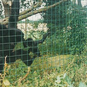 Siamangs