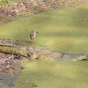 Gharial (Gavialis gangeticus)