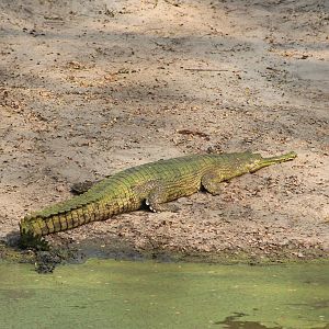 Gharial (Gavialis gangeticus)