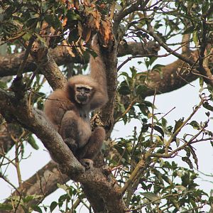 Western Hoolock Gibbon (Hylobates [Hoolock] hoolock)