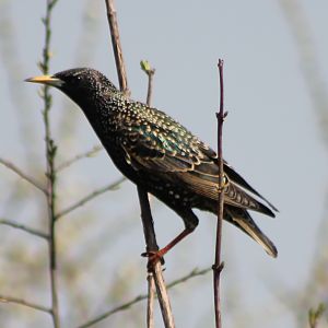 The beauty of a simple bird