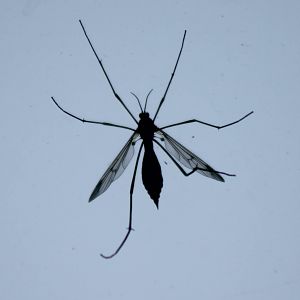 Mosquito species