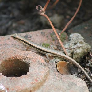 spotted forest skink (Sphenomorphus maculatus)