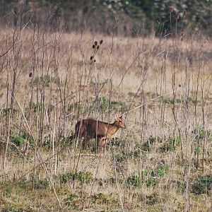 Reeve's muntjac deer