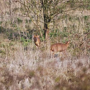 Reeve's muntjac pair