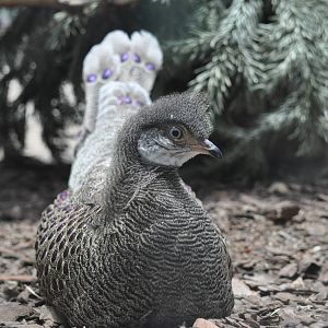 Grey peacock pheasant/ Polyplectron bicalcaratum