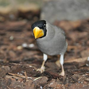 Japanese grosbeak / Eophona personata magnirostris
