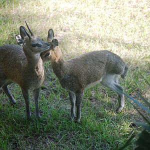 Three- and Four-legged Klipspringers at Brevard, 14/10/13