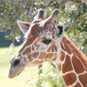 Reticulated Giraffe at Brevard, 14/10/13