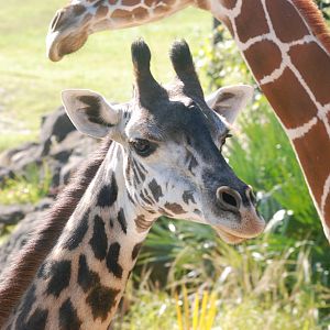 Masai Giraffe at Brevard, 14/10/13