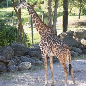 Masai Giraffe at Brevard, 14/10/13