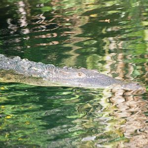 American Crocodile at Brevard, 14/10/13