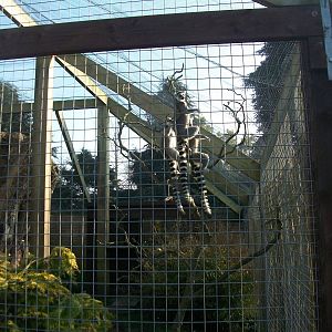 Ring-tailed Lemurs enjoying the sunshine