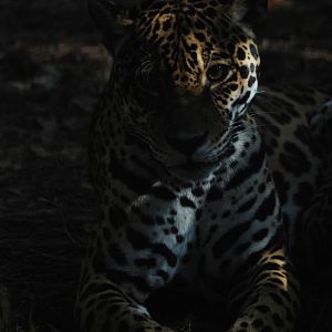 Jaguar in the Shadows at Brevard, 14/10/13