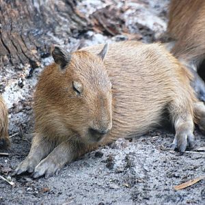 Capybara Youngster at Brevard, 14/10/13