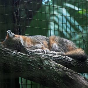 Common Grey Fox at Brevard, 14/10/13