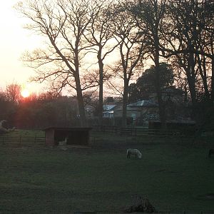 Sunset over the park paddock