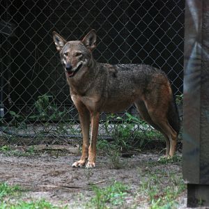 Red Wolf at Brevard, 14/10/13
